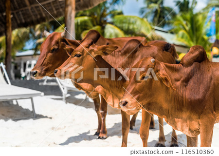 beautiful brown cows on african beach, Zanzibar 116510360