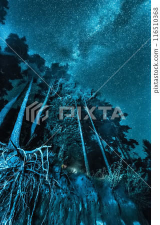 night forest landscape with stars 116510368