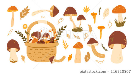 Set of mushrooms. forest harvesting kit. Vector hand drawn flat collection illustration isolated on white background. Set of mushrooms. forest harvesting kit. Vector hand drawn flat collection illustration isolated on white background. 116510507