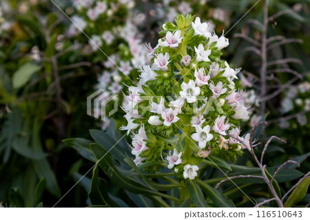Blossom of plant Echium, Lanzarote, Spain Blossom of plant Echium, Lanzarote, Spain 116510643