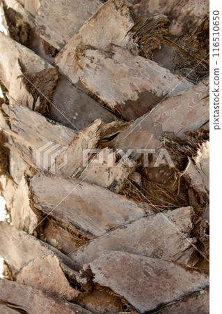 Detail of a palm tree trunk, Lanzarote, Spain Detail of a palm tree trunk, Lanzarote, Spain 116510650