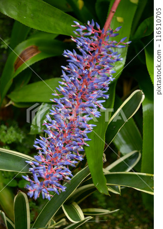 Echmea Fendleri Echmea Fendleri 116510705