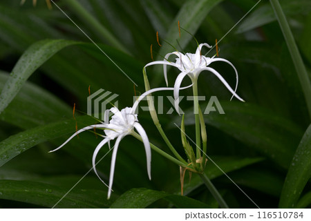 Jimenocaris carivaea 116510784