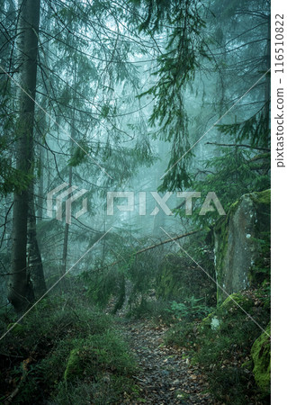 landscape of misty wood in mountains 116510822