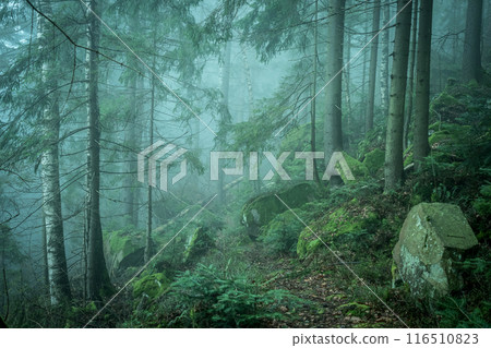 landscape of misty wood in mountains landscape of misty wood in mountains 116510823
