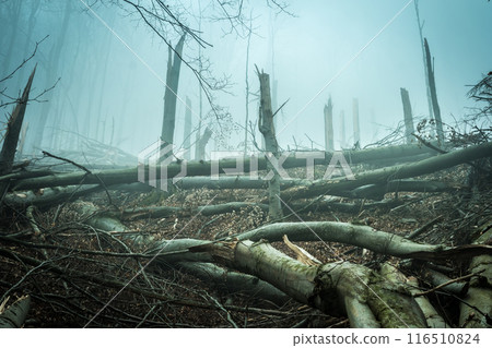fallen by storm trees in forest fallen by storm trees in forest 116510824
