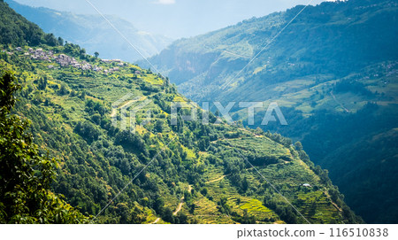 green mountain field of rice in nepal 116510838