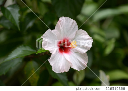 White hibiscus 116510866