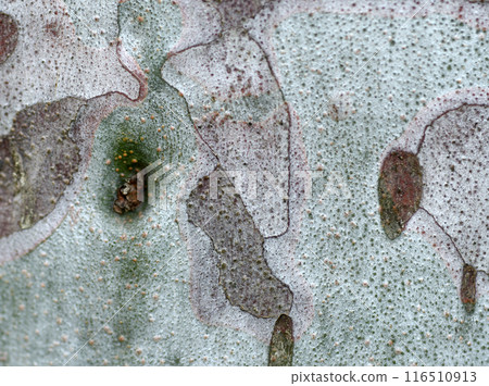 Bark: Hakusho 116510913