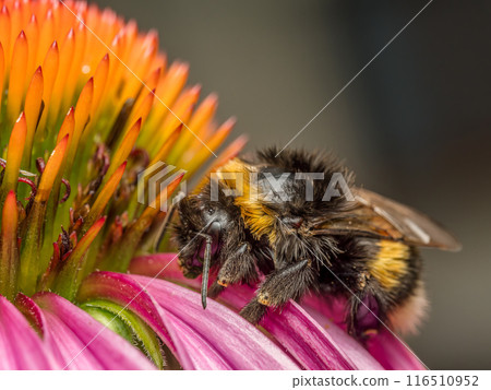 A soaked wet bumblebee resting on echinacea flower head A soaked wet bumblebee resting on echinacea flower head 116510952