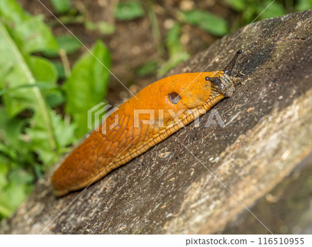 Spanish slug snail crawling 116510955
