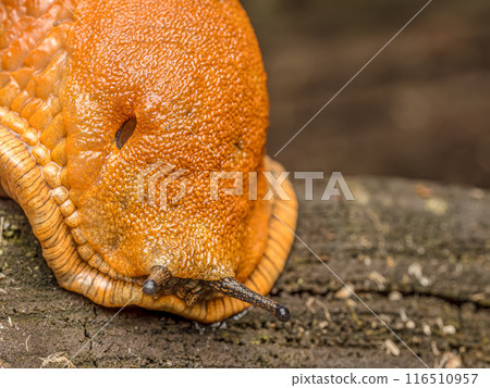 Spanish slug snail crawling Spanish slug snail crawling 116510957