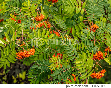 Ripening rowan fruits Ripening rowan fruits 116510958