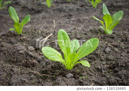 Close up photo of vegetable seedlings in an organic greenhouse plantation, selective focus. Close up photo of vegetable seedlings in an organic greenhouse plantation, selective focus. 116510995