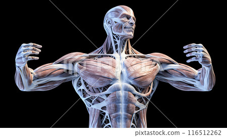 human anatomy with an illustration showcasing a standing male body human anatomy with an illustration showcasing a standing male body 116512262
