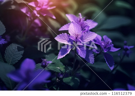 A field of purple flowers with a bright blue sky in the background. 116512379