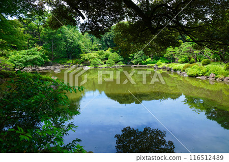 The scenery of young leaves and fresh greenery reflected on the water surface at the Kyu-Furukawa Gardens The scenery of young leaves and fresh greenery reflected on the water surface at the Kyu-Furukawa Gardens 116512489