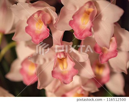 Close-up of a Cymbidium flower Close-up of a Cymbidium flower 116512500