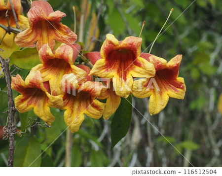 Ecological photo of the flower of Vitis vinifera Ecological photo of the flower of Vitis vinifera 116512504