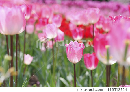 Tulip Festival 116512724