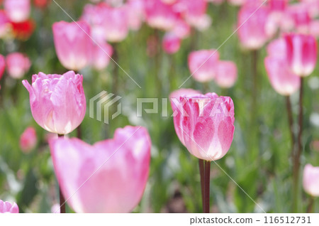 Tulip Festival Tulip Festival 116512731