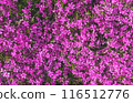 Purple phlox family flower flatlay. 116512776