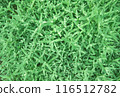 Green grass cerastium argenteum texture flatlay. 116512782