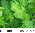 Green blackcurrant leaves flatlay with the rain drops. 116512797