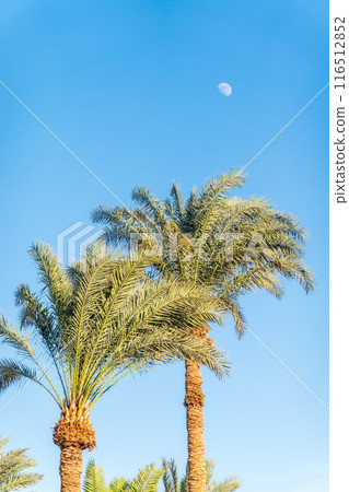 Palm tree with green leaves on blue background Palm tree with green leaves on blue background 116512852