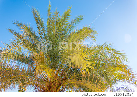 Palm tree with green leaves on blue background Palm tree with green leaves on blue background 116512854