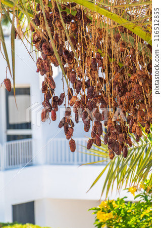 Closeup of colourful dates clusters Closeup of colourful dates clusters 116512855