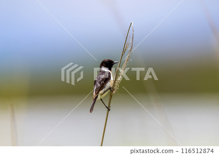 Nobutaki male of the summer plateau 116512874