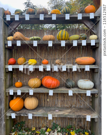 Pumpkins displayed on wooden shelves. Shelves are made of weathered wood and are adorned with tags Pumpkins displayed on wooden shelves. Shelves are made of weathered wood and are adorned with tags 116512987