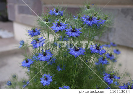 Blue flower Nigella 116513084