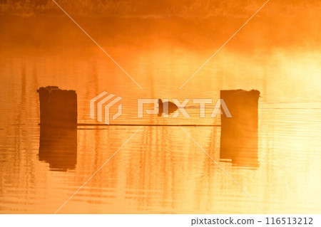 早上福島多拉(新潟) 早上福島多拉(新潟) 116513212