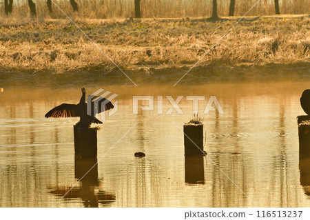 早上福島多拉(新潟) 早上福島多拉(新潟) 116513237