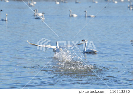 兵子湖的天鵝（新潟縣） 116513280