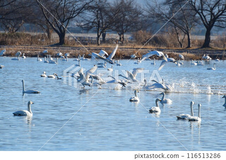 兵子湖的天鵝（新潟縣） 116513286