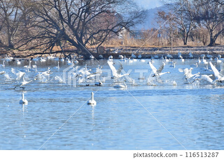 兵子湖的天鵝（新潟縣） 116513287