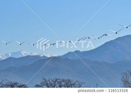 Swans on Lake Hyoko (Niigata Prefecture) 116513326