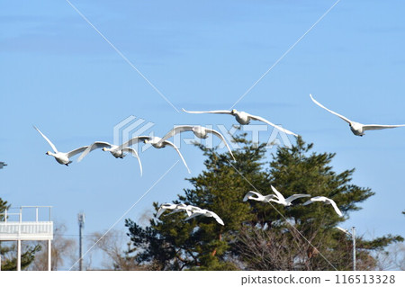 Swans on Lake Hyoko (Niigata Prefecture) 116513328