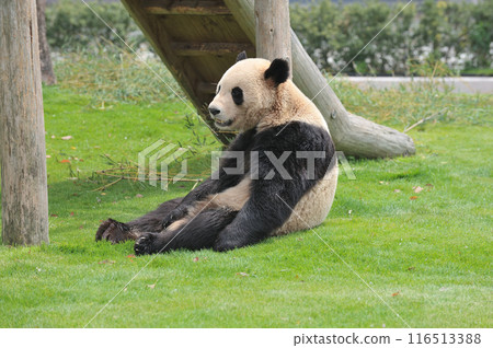 在長濱放鬆身心 116513388