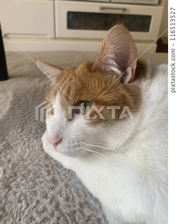 The profile of a cat The profile of a cat 116513527