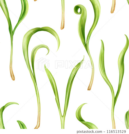 Seamless pattern with steam of micro-green spinach. Young seed seedlings, farming vegetable, horticulture and cultivation. Legumes for gardening, ingredients for cooking. Digital isolated illustration Seamless pattern with steam of micro-green spinach. Young seed seedlings, farming vegetable, horticulture and cultivation. Legumes for gardening, ingredients for cooking. Digital isolated illustration 116513529