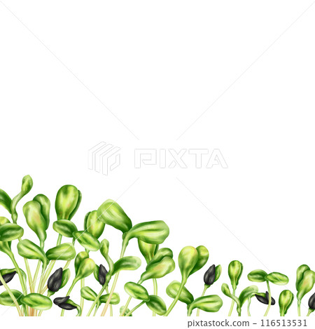 A composition of young green germinating sunflower sprouts from seeds. Organic microgreens for nutrition, salads. Agriculture, cultivation of garden plants and flowers. Digital isolated illustration 116513531