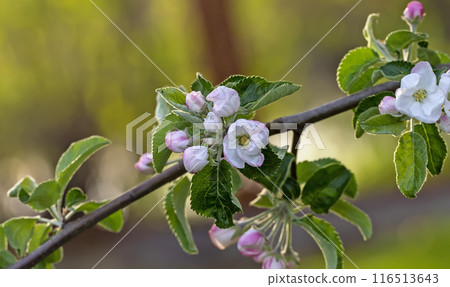 Blooming apple tree. Cultivar BelleFleur-Chinese (Bellflower Chinese) Blooming apple tree. Cultivar BelleFleur-Chinese (Bellflower Chinese) 116513643