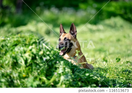 Belgian shepherd Malinois dog lying on the grass. Selective focus on the dog Belgian shepherd Malinois dog lying on the grass. Selective focus on the dog 116513673