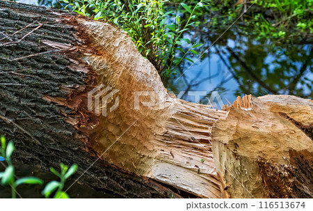 tree, wood, animal 116513674