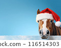 A funny horse in a red Santa Claus hat on a blue background. Banner with horse and free space. Christmas or new year concept 116514303
