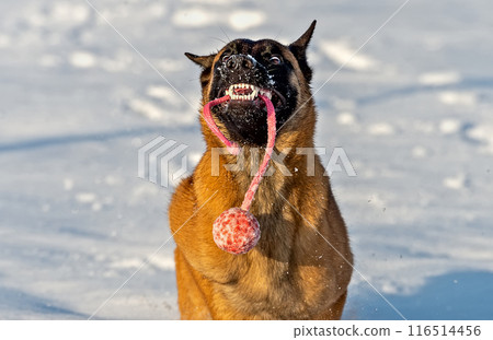 A very happy face of a Belgian shepherd dog with a red ball in his mouth A very happy face of a Belgian shepherd dog with a red ball in his mouth 116514456